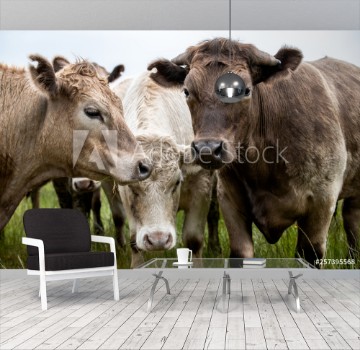 Picture of Angus Cow and steers in a field eating grass